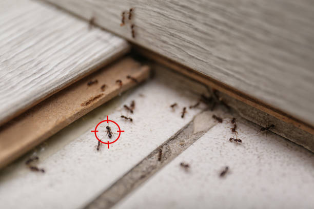 Best Commercial Pest Control Services  in Crosby, TX