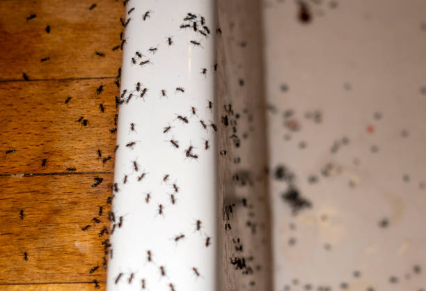 Best Residential Pest Control  in Crosby, TX